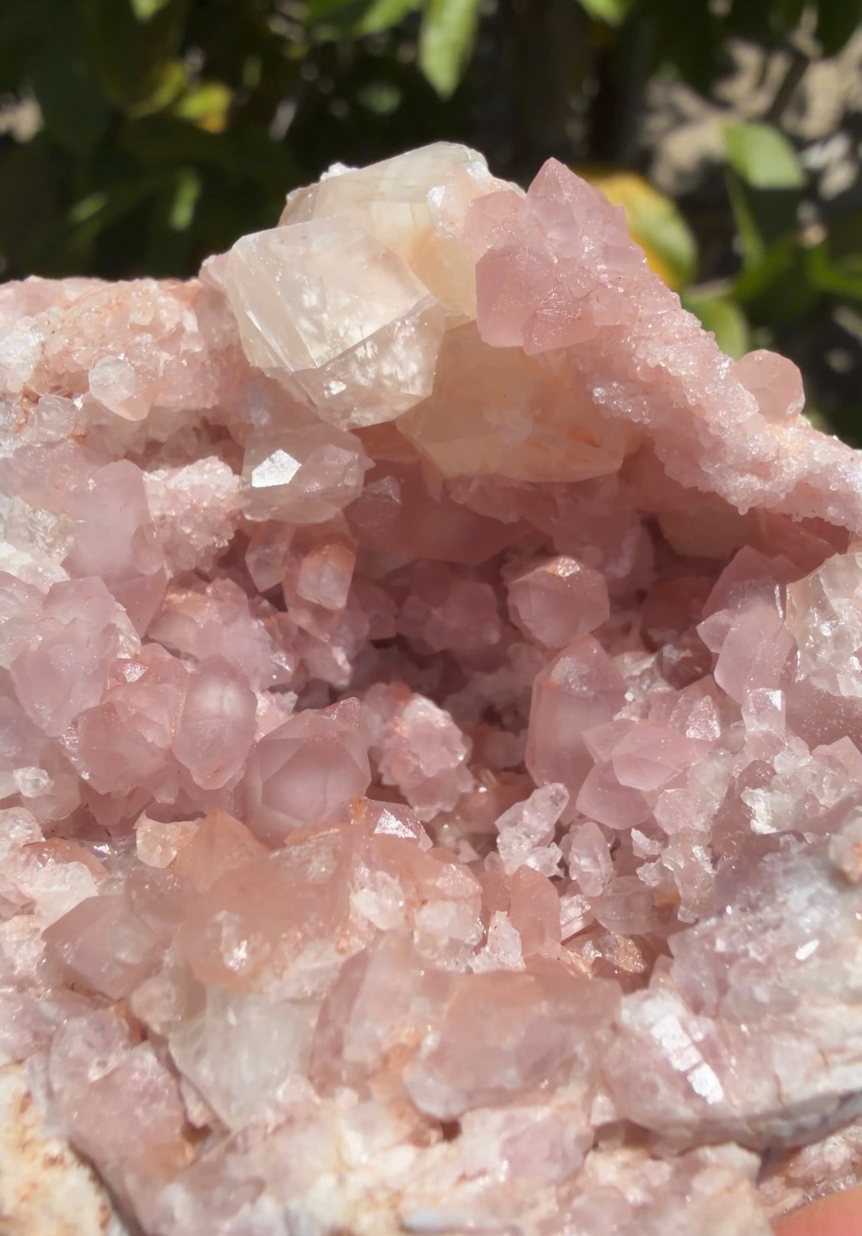 A close-up of the pink terminate points cluster geode and calcite inclusions. Photographed outdoors with blurred green foliage in the background.