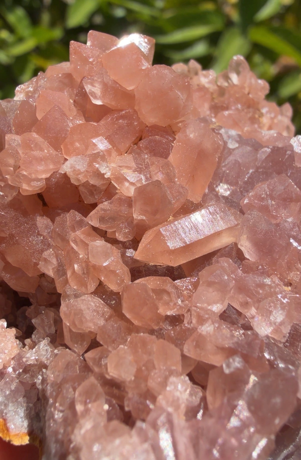 A close up featuring natural deeply saturated pink amethyst geode with a cluster of terminated and double terminated points. Shown in natural sunlight. 
