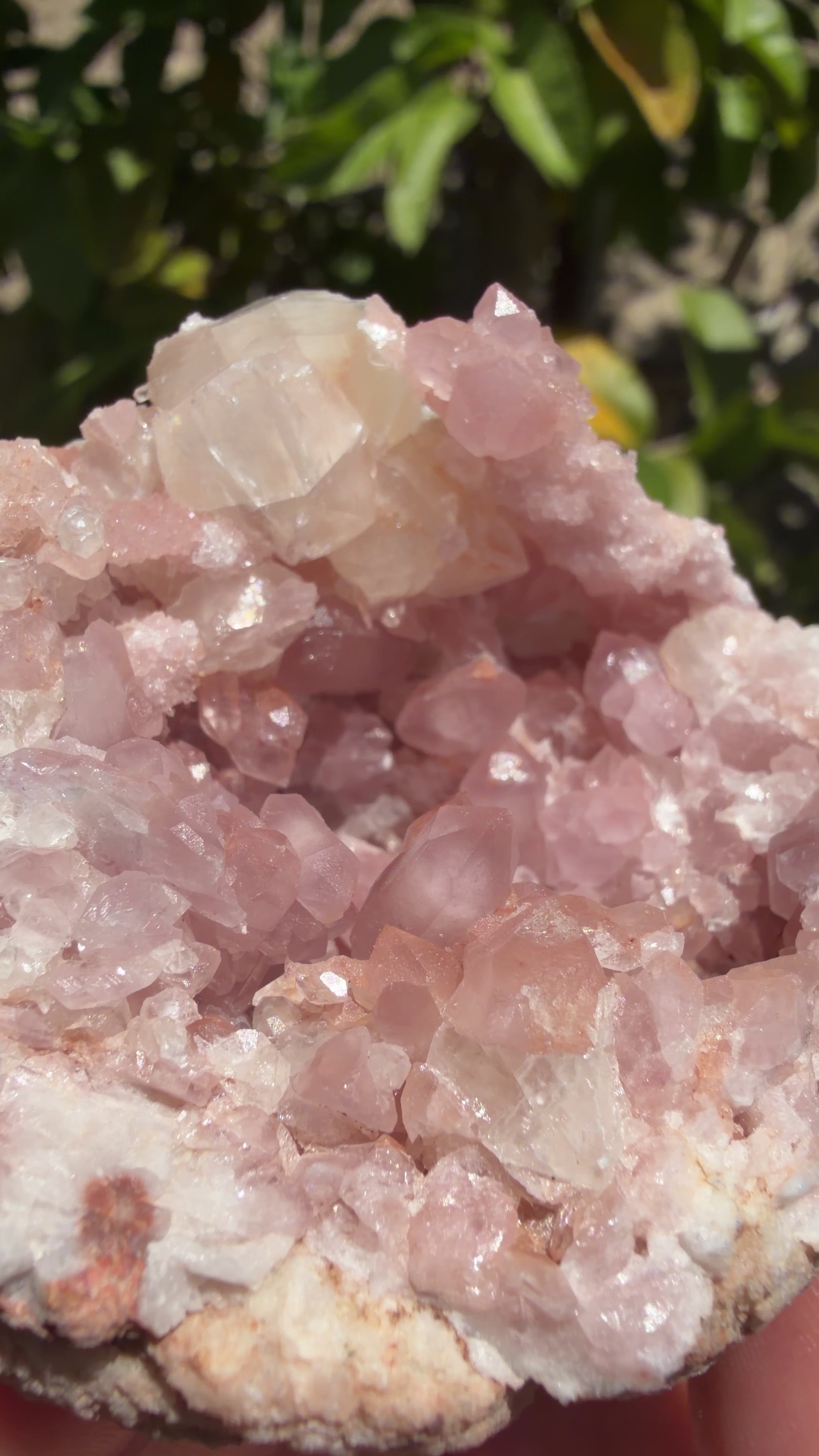 Natural pink amethyst geode with a cluster of terminated and double terminated points. Small white translucent calcite cluster growing on top. Show in natural sunlight. 