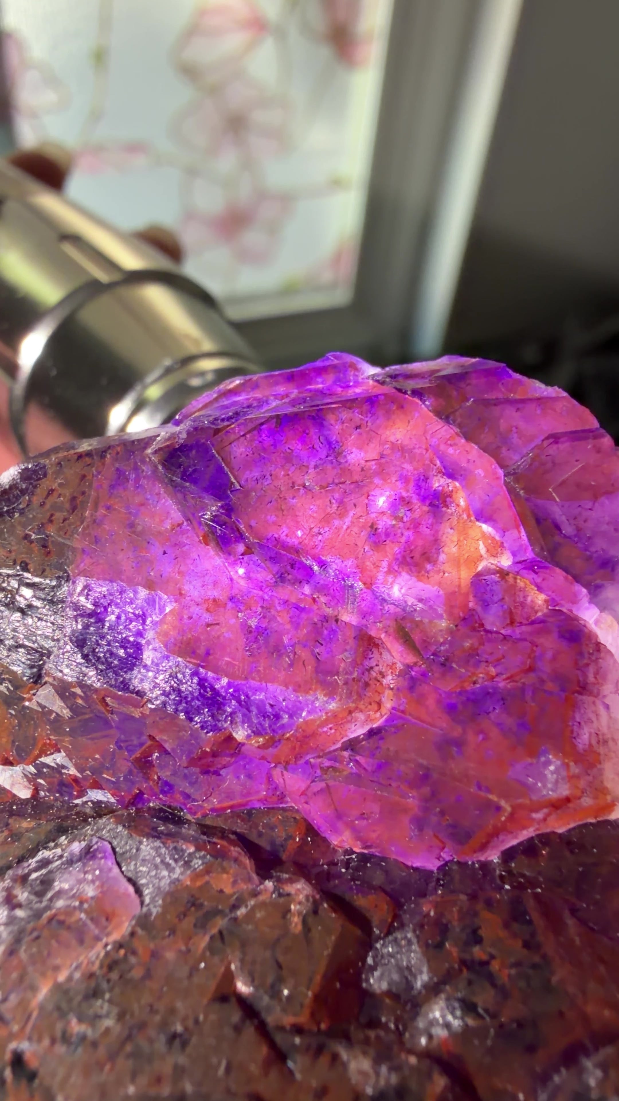 Back-lit with a flashlight close up highlighting the deep purple saturation with red hematite inclusions.