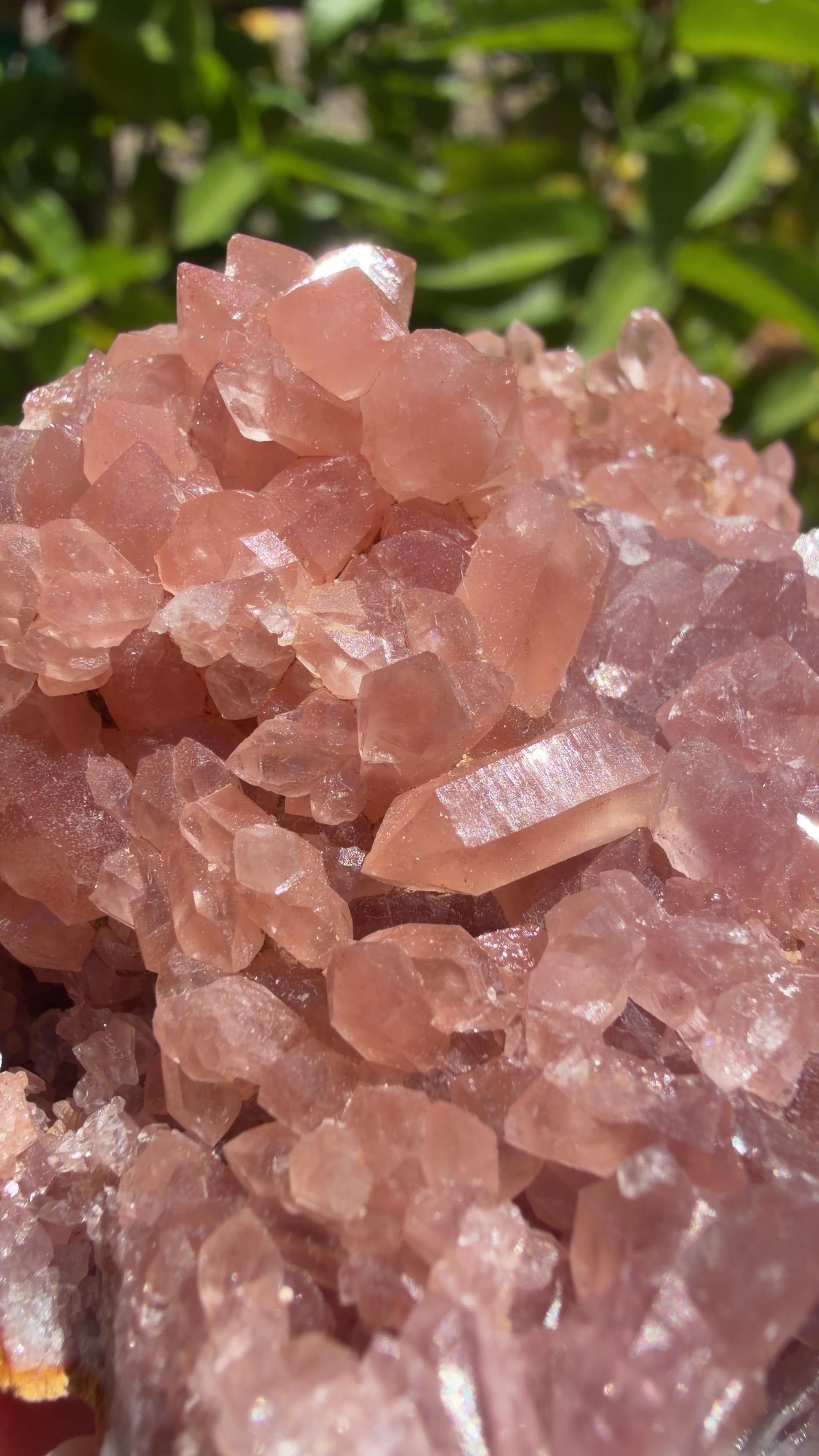 Natural deeply saturated pink amethyst geode with a cluster of terminated and double terminated points. Shown in natural sunlight. 